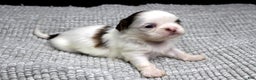 Shih Tzu dogs for sale: Spot - Ad 8