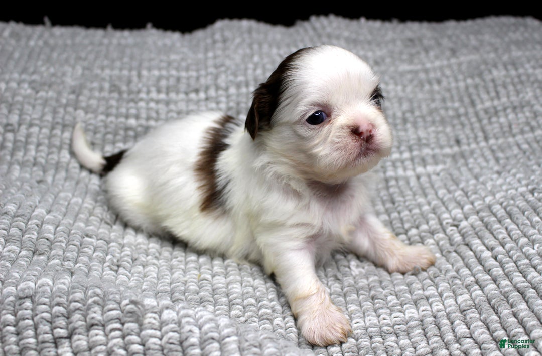 Shih Tzu dogs for sale: Spot - Ad 8