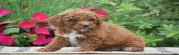 Miniature Poodle dogs for sale: Lewis - Ad 5
