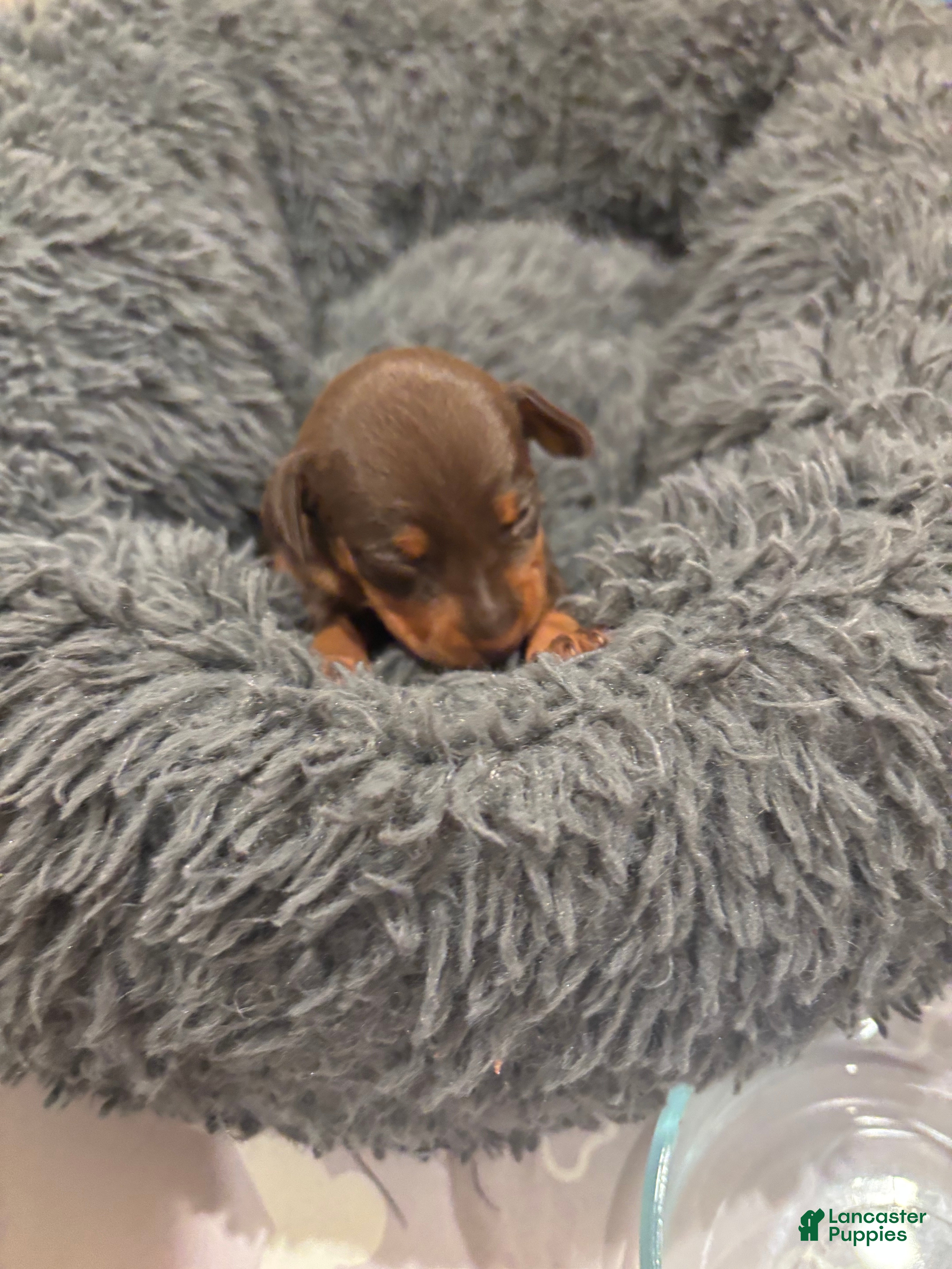 Miniature Pinscher dogs Miniature Pinscher Puppy 5 - Ad 24