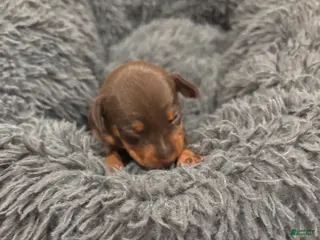 Miniature Pinscher dogs Miniature Pinscher Puppy 5 - Ad 24
