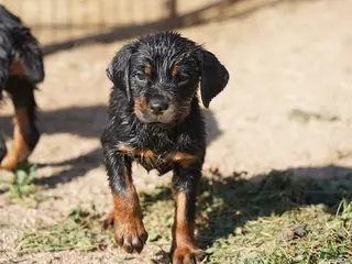 Rottweiler dogs Rottweiler F2 - Ad 3