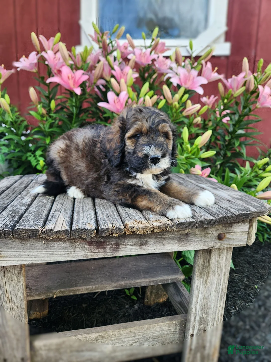 Bernedoodle dogs for sale: Coco - Ad 3