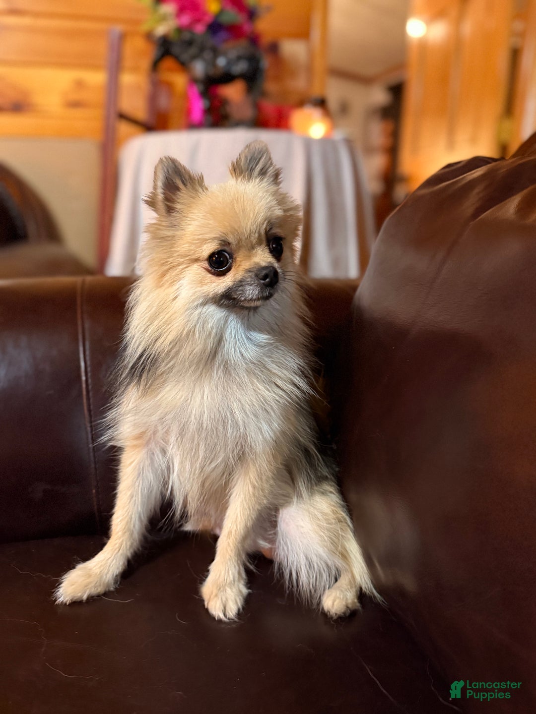 Pomeranian dogs for sale: CHACHI Pomeranian  - Ad 14