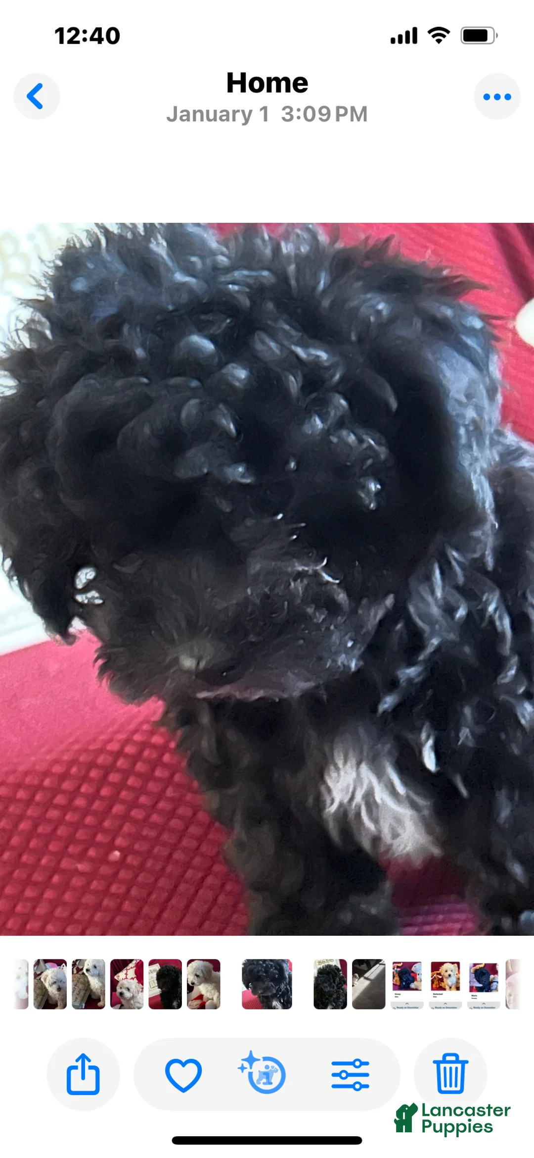 Chipoo dogs for sale: Marie - Ad 2