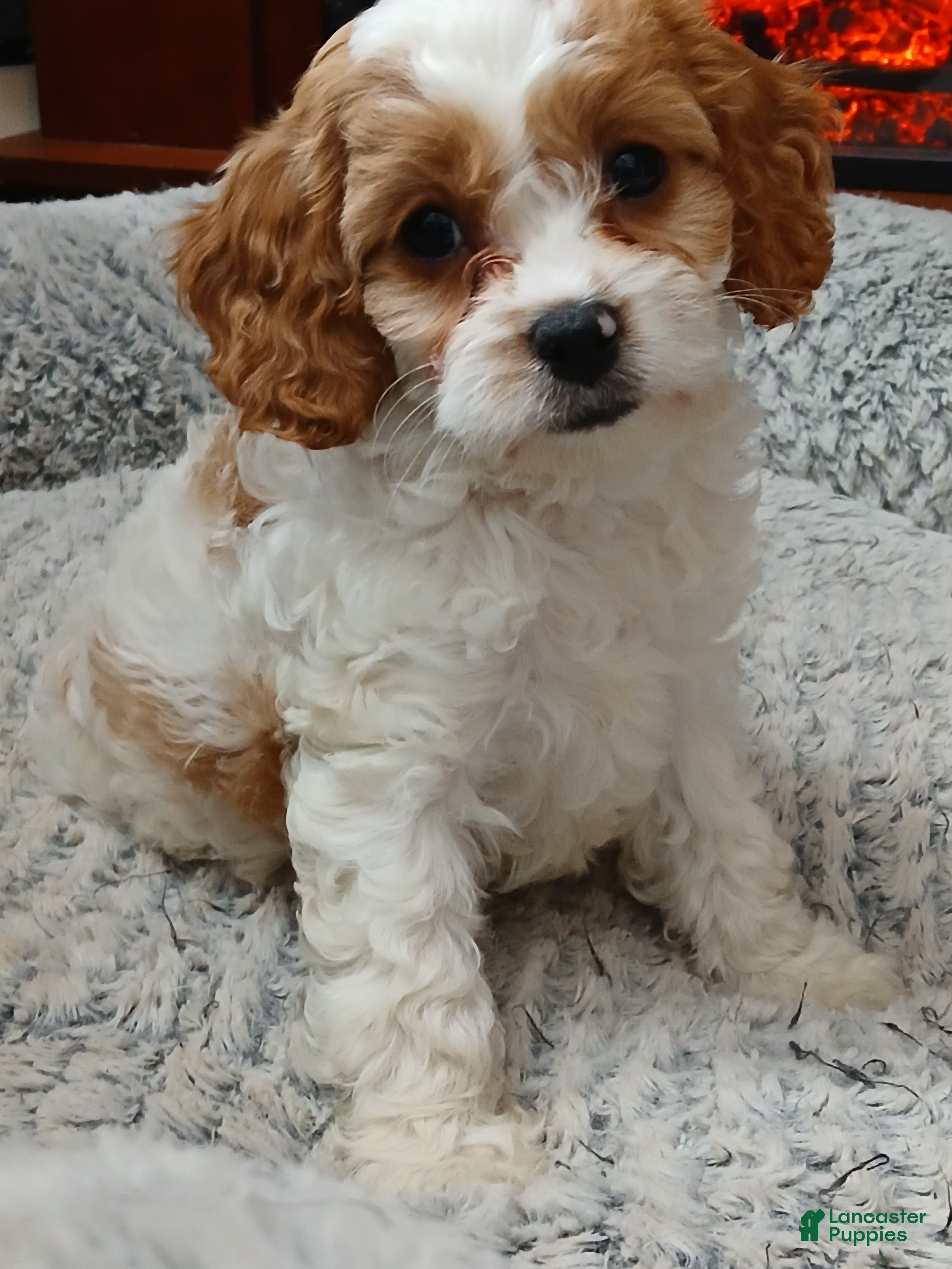 Cavapoo dogs Teddy Jr.  - Ad 18