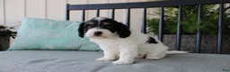 Cavapoo dogs for sale: Daisy - Ad 6