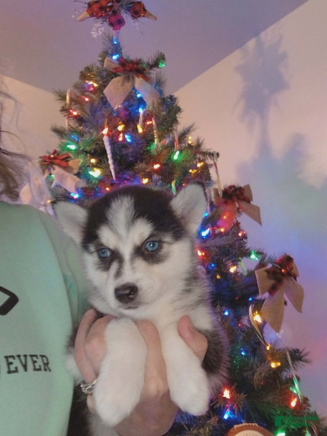 Pomsky dogs for sale: Pomsky Puppy 7 - Ad 3