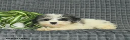 Maltipoo dogs for sale: Buttercup  - Ad 3