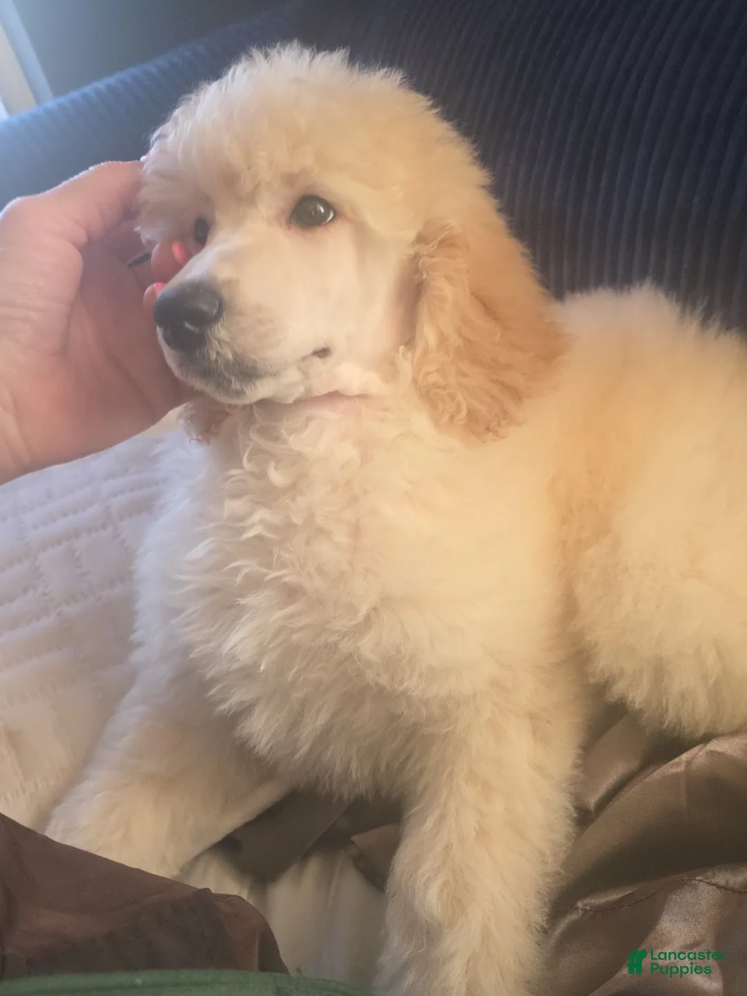 Standard Poodle dogs for sale: Standard Poodle Puppy 2 - Ad 1