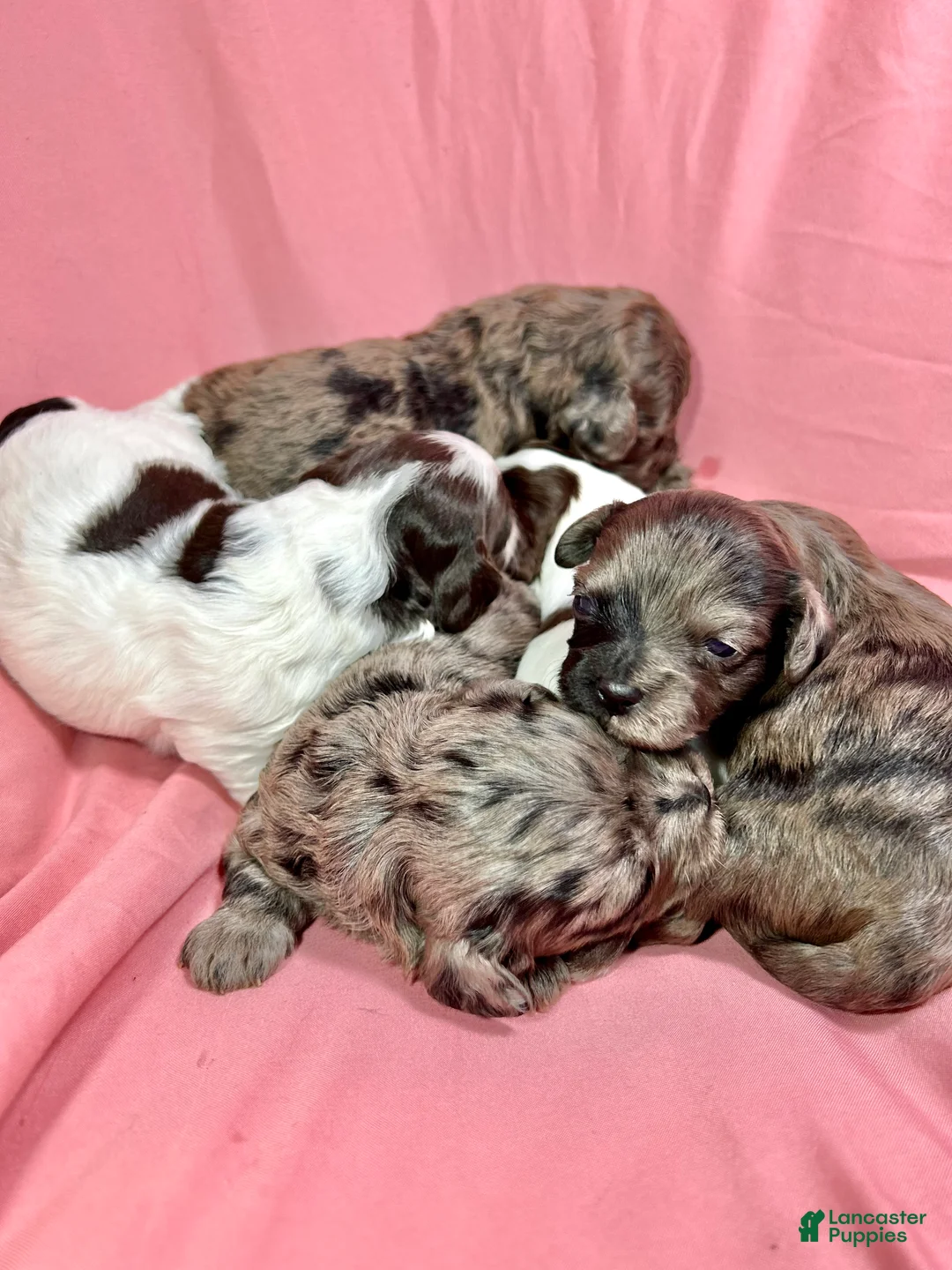 Cavapoo dogs for sale: Darla - Ad 2