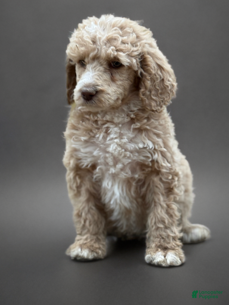 Standard Poodle dogs Standard Poodle Puppy 7 - Ad 41