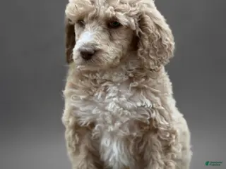 Standard Poodle dogs Standard Poodle Puppy 7 - Ad 32