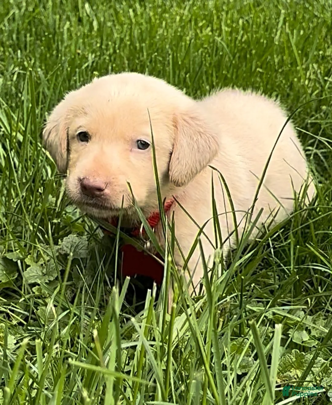 Labrador Retriever dogs for sale: Labrador Retriever Puppy 1 - Ad 2
