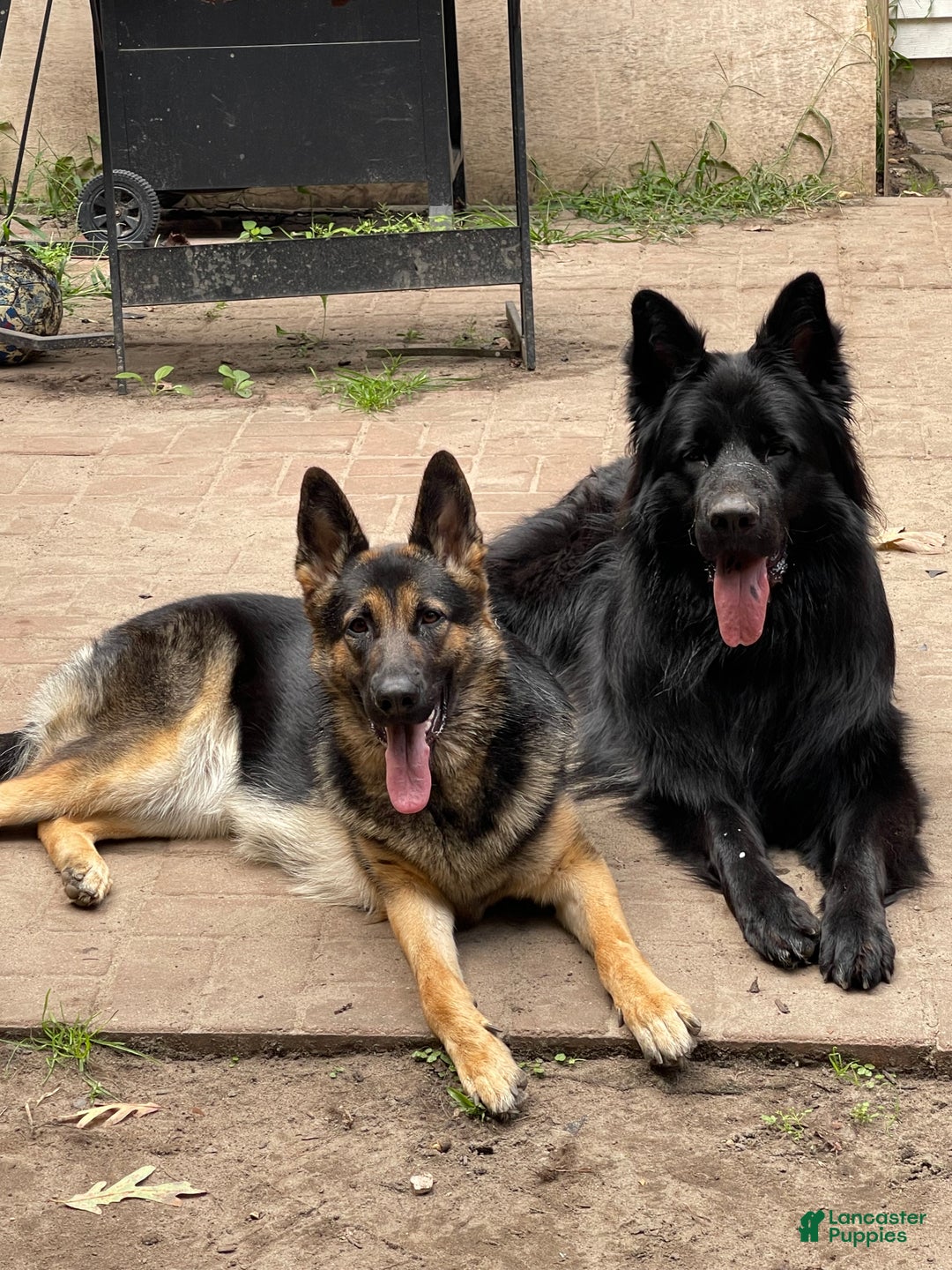 German Shepherd dogs for stud: German Shepherd 1 puppies - Ad 4