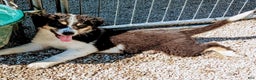 Australian Shepherd dogs for sale: Puppy Male - Ad 3