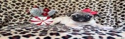 Pug dogs for sale: Angel - Ad 6