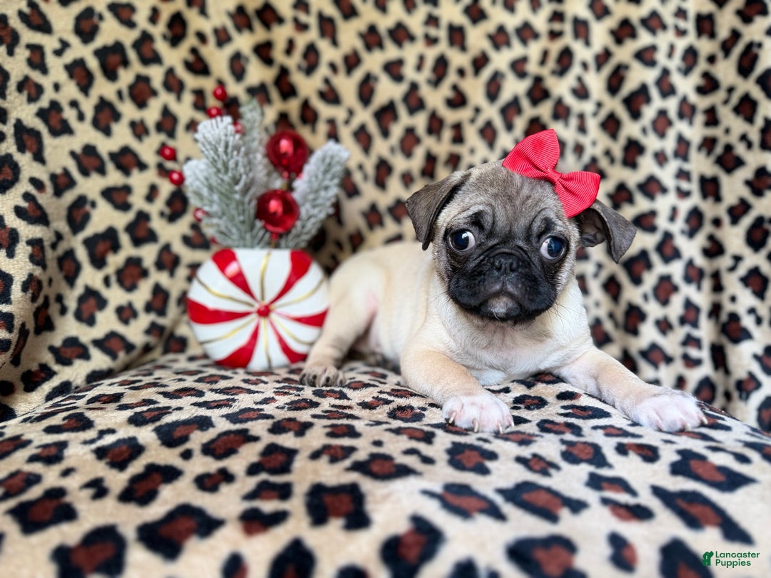 Pug dogs for sale: Angel - Ad 6