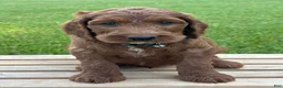 Irish Doodle dogs for sale: Finnley - Ad 6