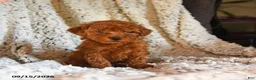 Toy Poodle dogs for sale: Twix - Ad 4