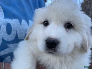 Great Pyrenees dogs Great Pyrenees Puppy 2 - Ad 26