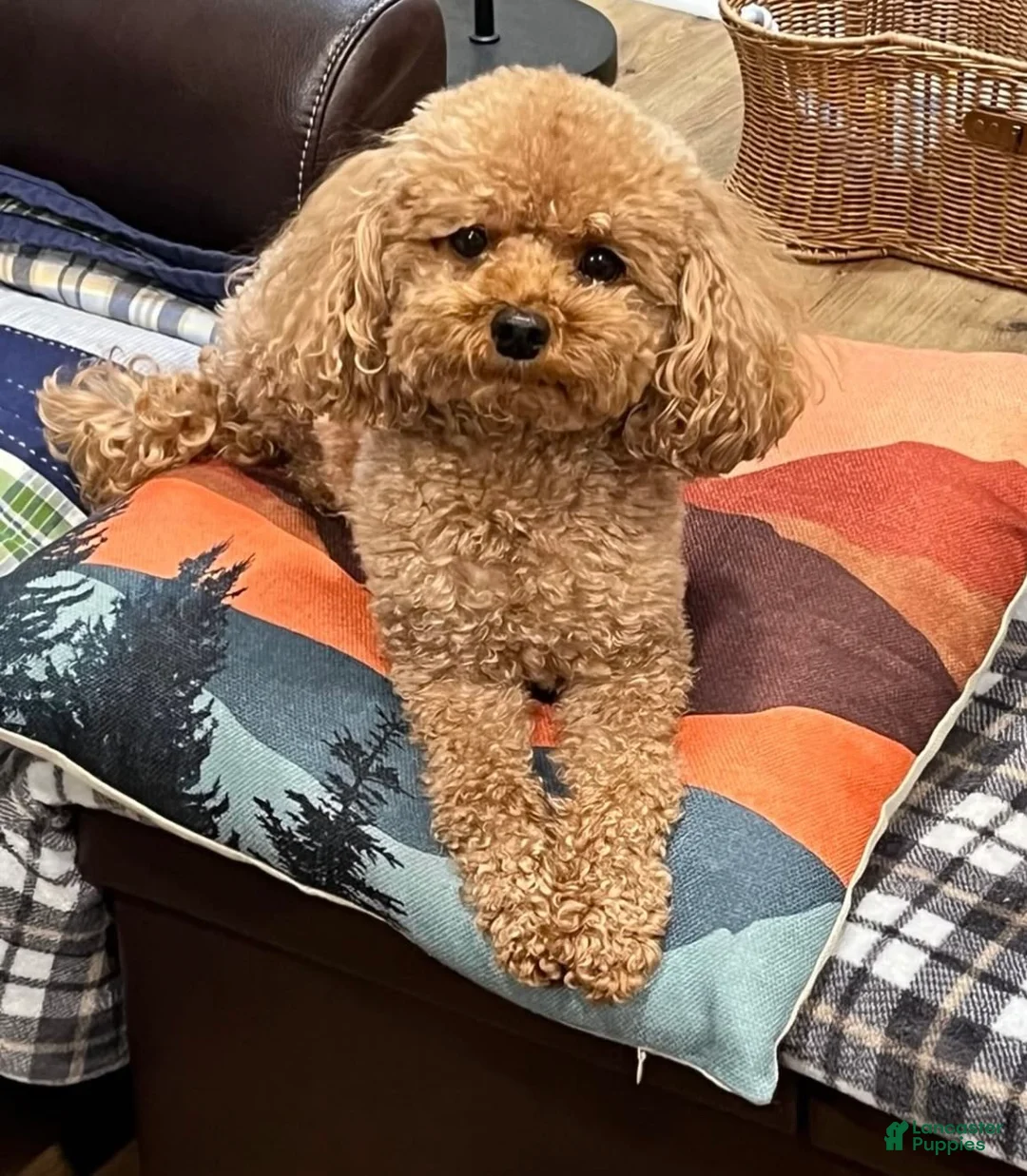 Shihpoo dogs for sale: Shihpoo Puppy 2 female - Ad 3