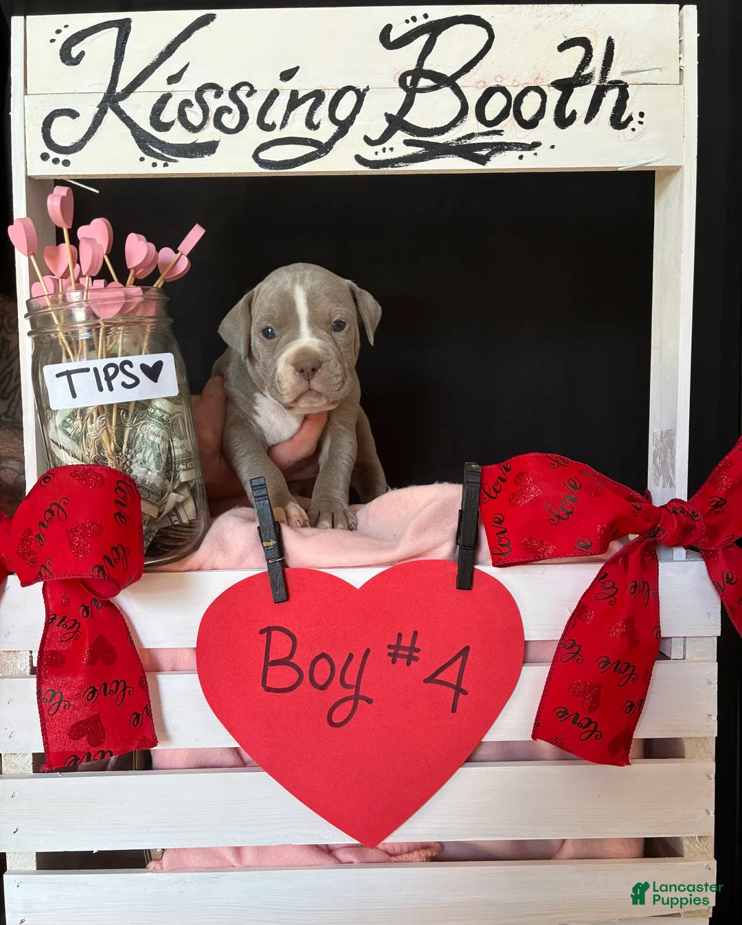 Olde English Bulldogge dogs for sale: Olde English Bulldogge Puppy 4 - Ad 11