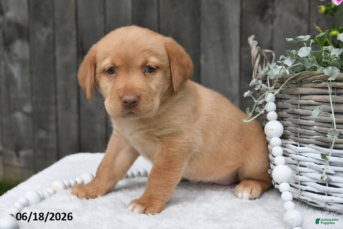 Labrador Retriever dogs Rayna - Ad 2
