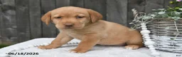 Labrador Retriever dogs for sale: Rayna - Ad 2