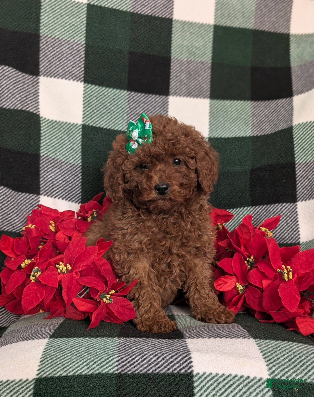Miniature Poodle dogs for sale: Chanelle Ready for Christmas - Ad 4