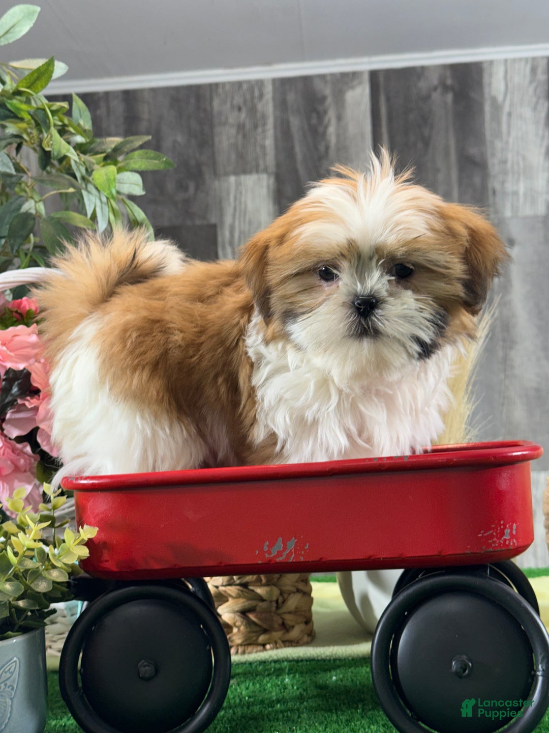 Shih Tzu dogs for sale: Shep - Ad 4