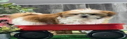 Shih Tzu dogs for sale: Shep - Ad 4