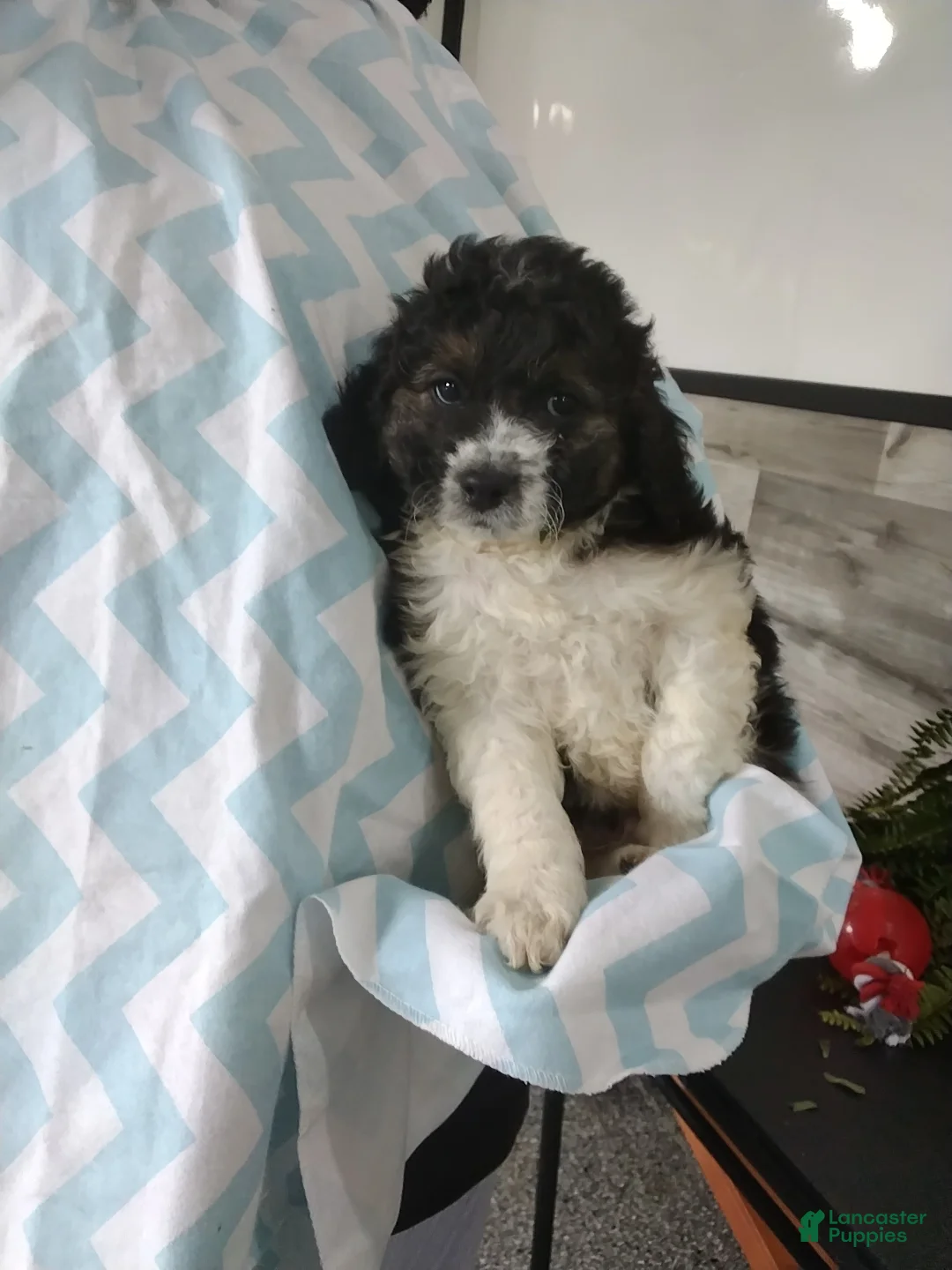 Cockapoo dogs for sale: Gunner - Ad 4