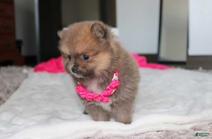 Pomeranian dogs Zara - Ad 2
