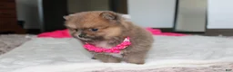 Pomeranian dogs for sale: Zara - Ad 2
