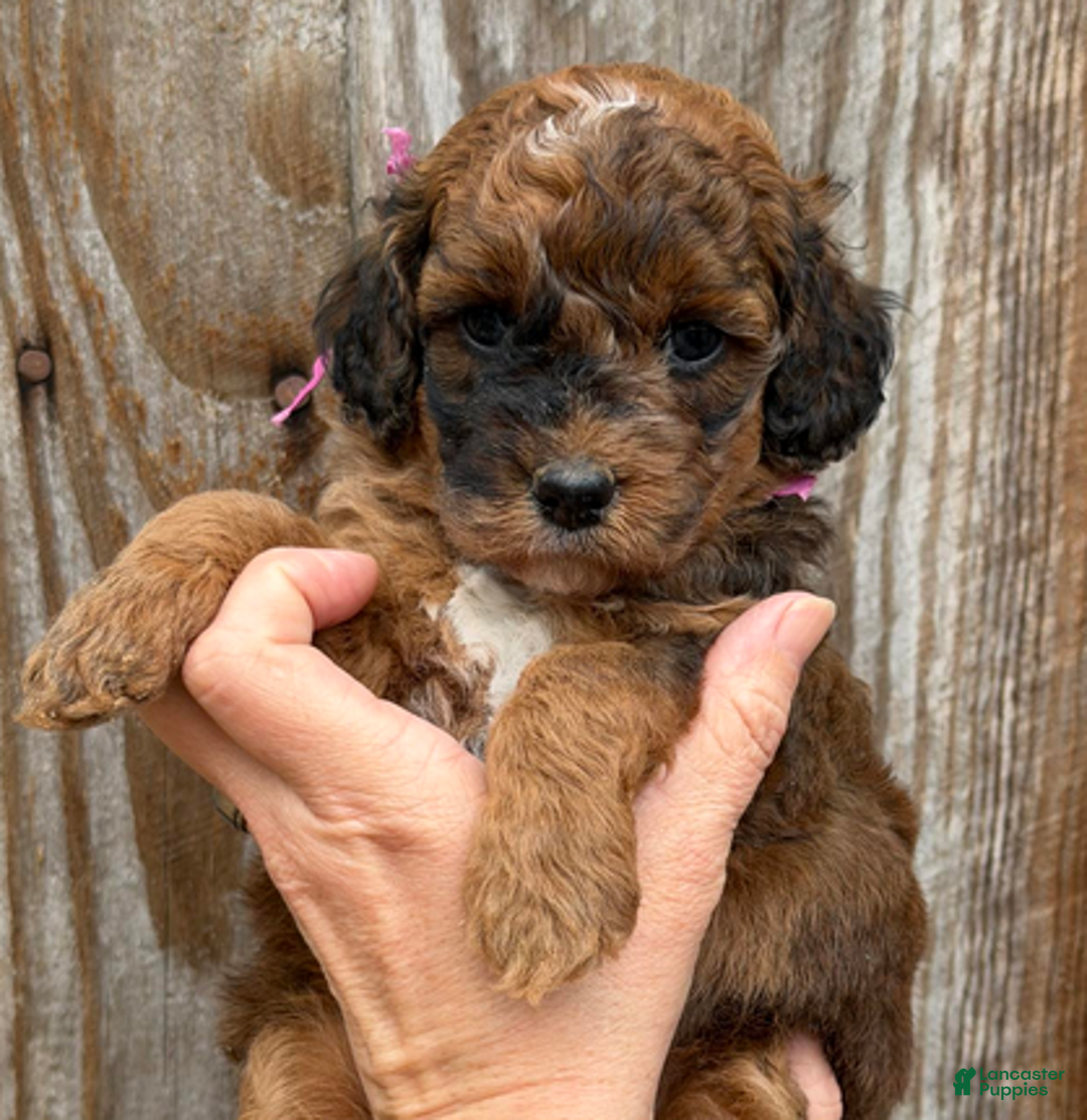 Goldendoodle dogs for sale: Pink Collar Girl - Ad 3