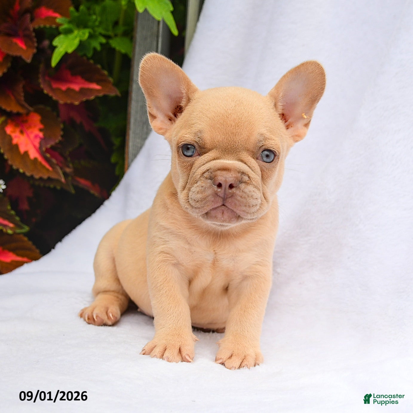 French Bulldog dogs Scarlett - Ad 2