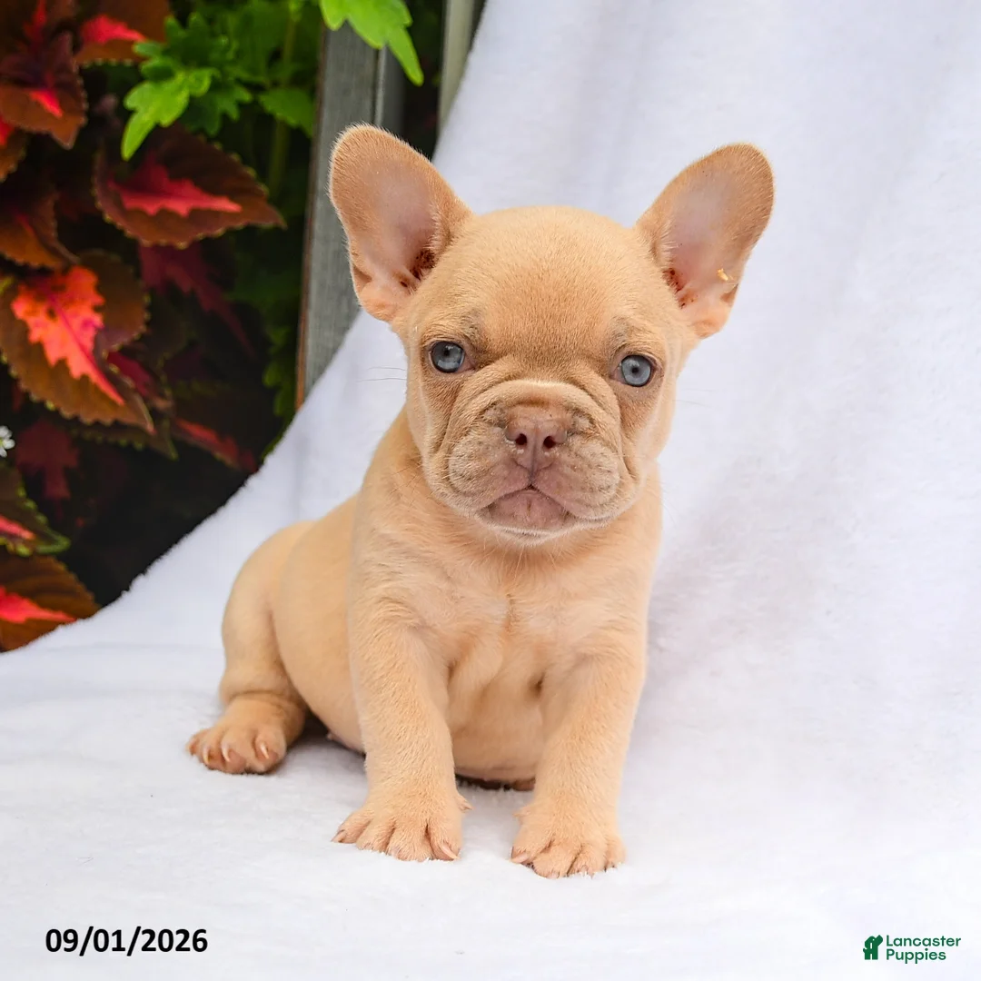 French Bulldog dogs for sale: Scarlett - Ad 2