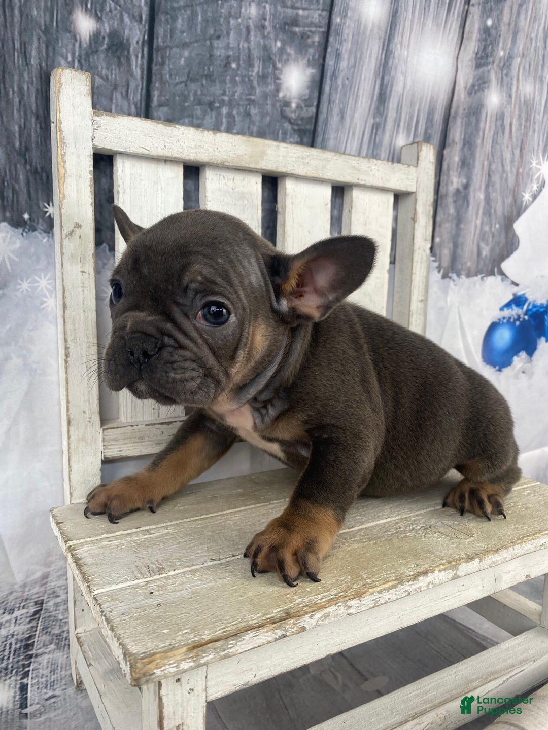 French Bulldog dogs for sale: Molly - Ad 6