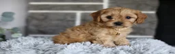 Cavapoo dogs for sale: Biscuit - Ad 11