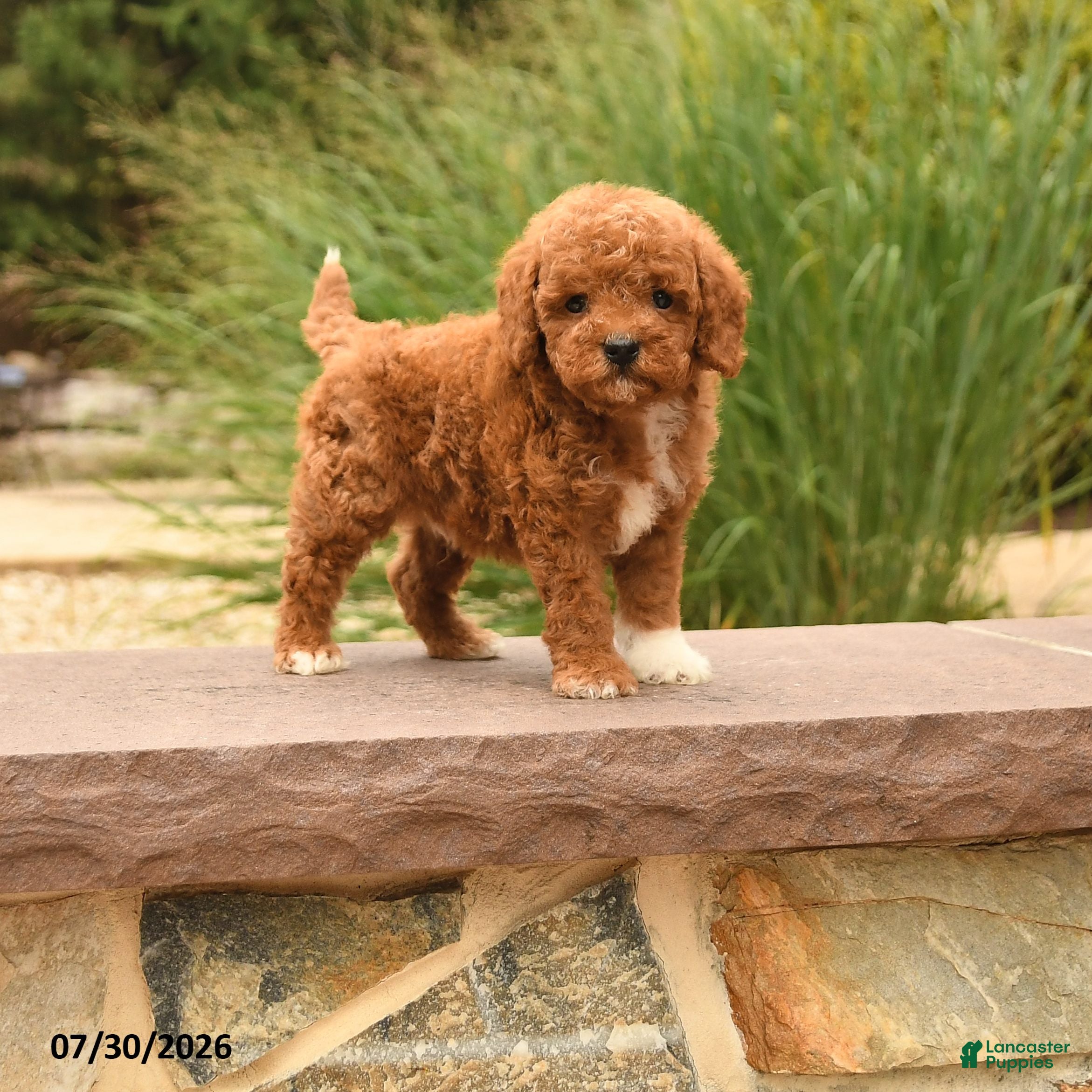 Toy Poodle dogs Marshal - Ad 1