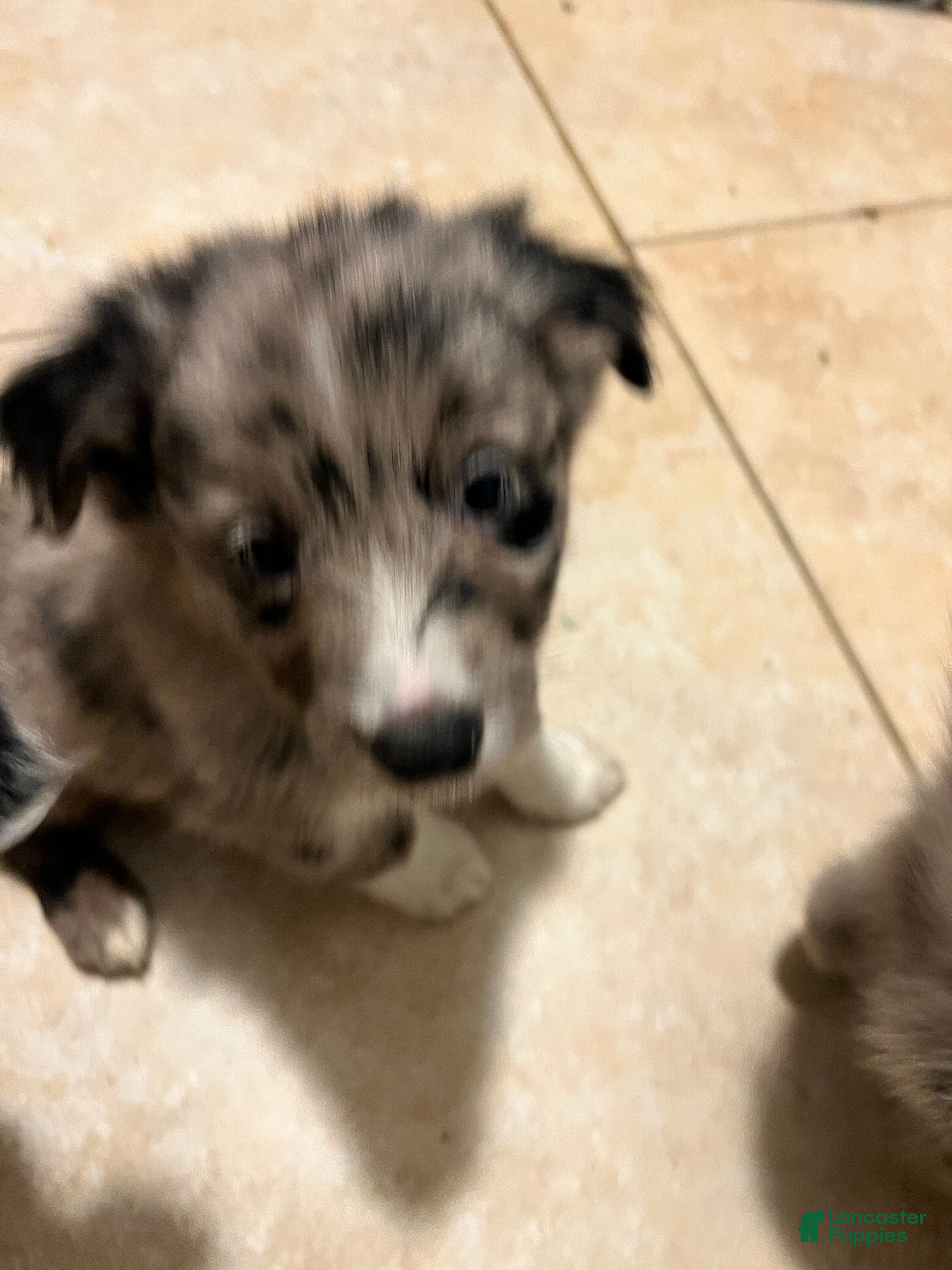 Mixed Breed dogs Green - Ad 33