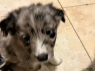 Mixed Breed dogs Green - Ad 33