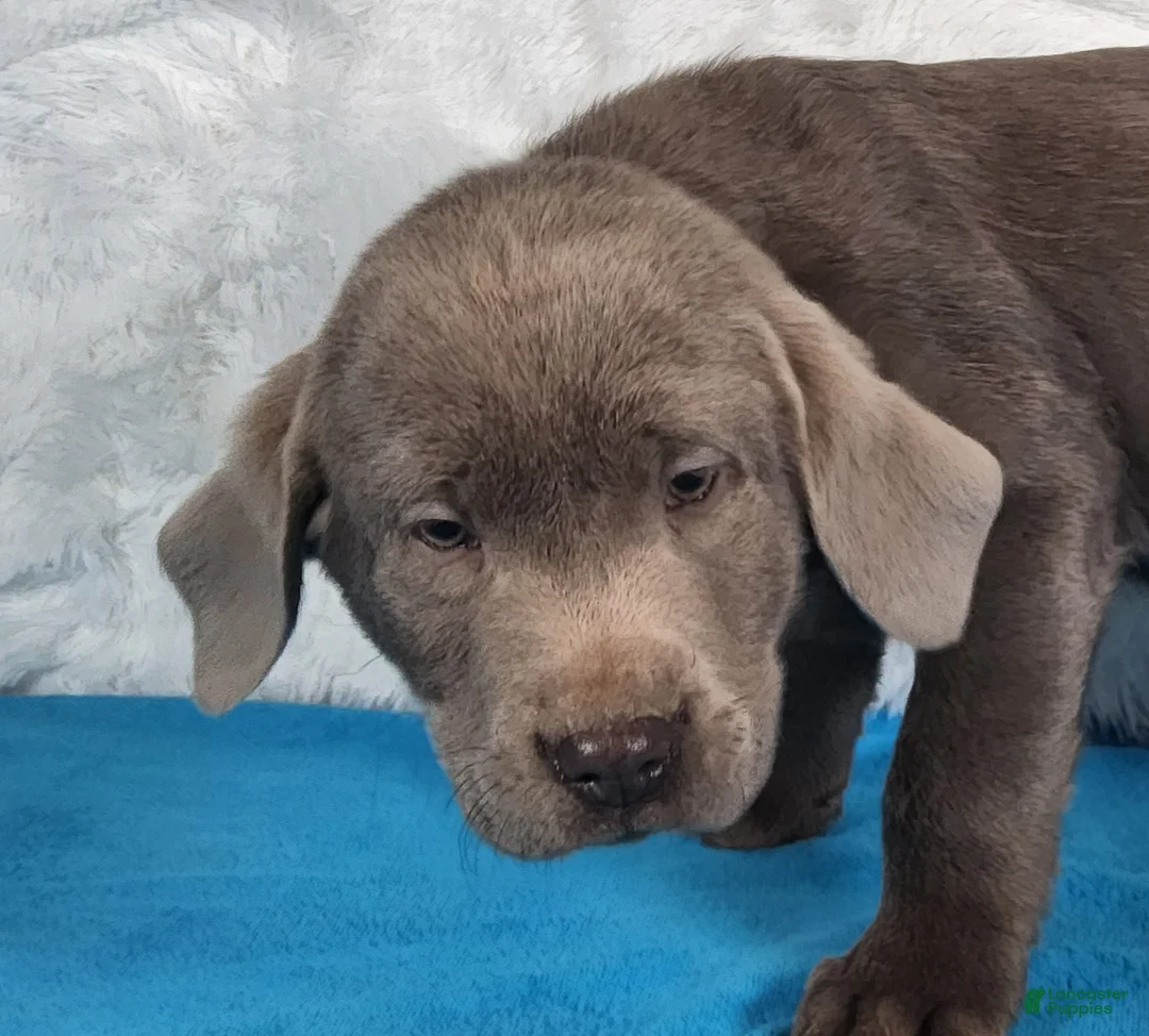 Labrador Retriever dogs for sale: Miles - Ad 4