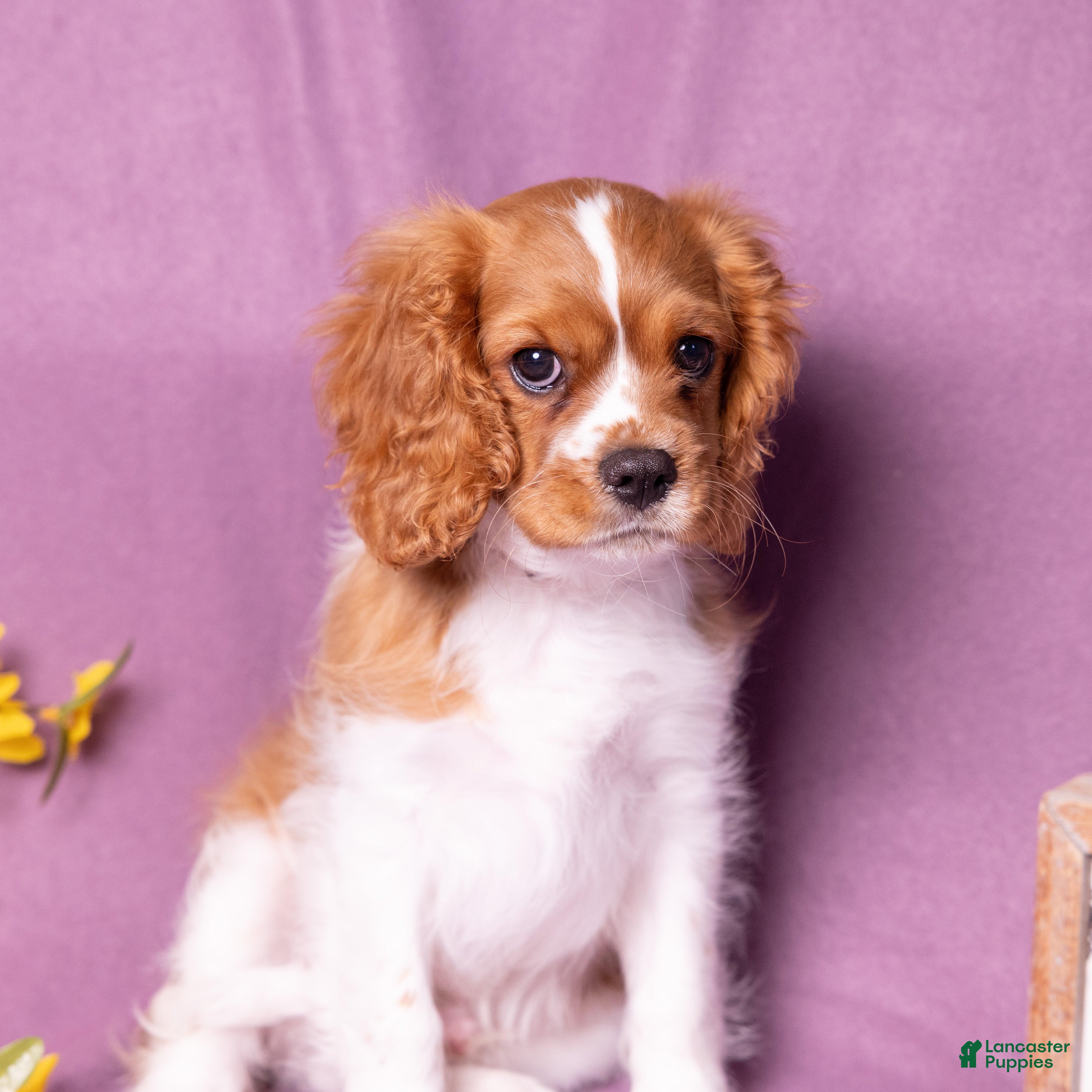 Cavalier King Charles Spaniel dogs Oswald - Ad 1