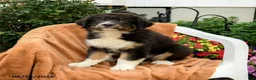 Australian Shepherd dogs for sale: Mia  - Ad 4