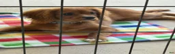 Cavalier King Charles Spaniel dogs for sale: Rye - Ad 4