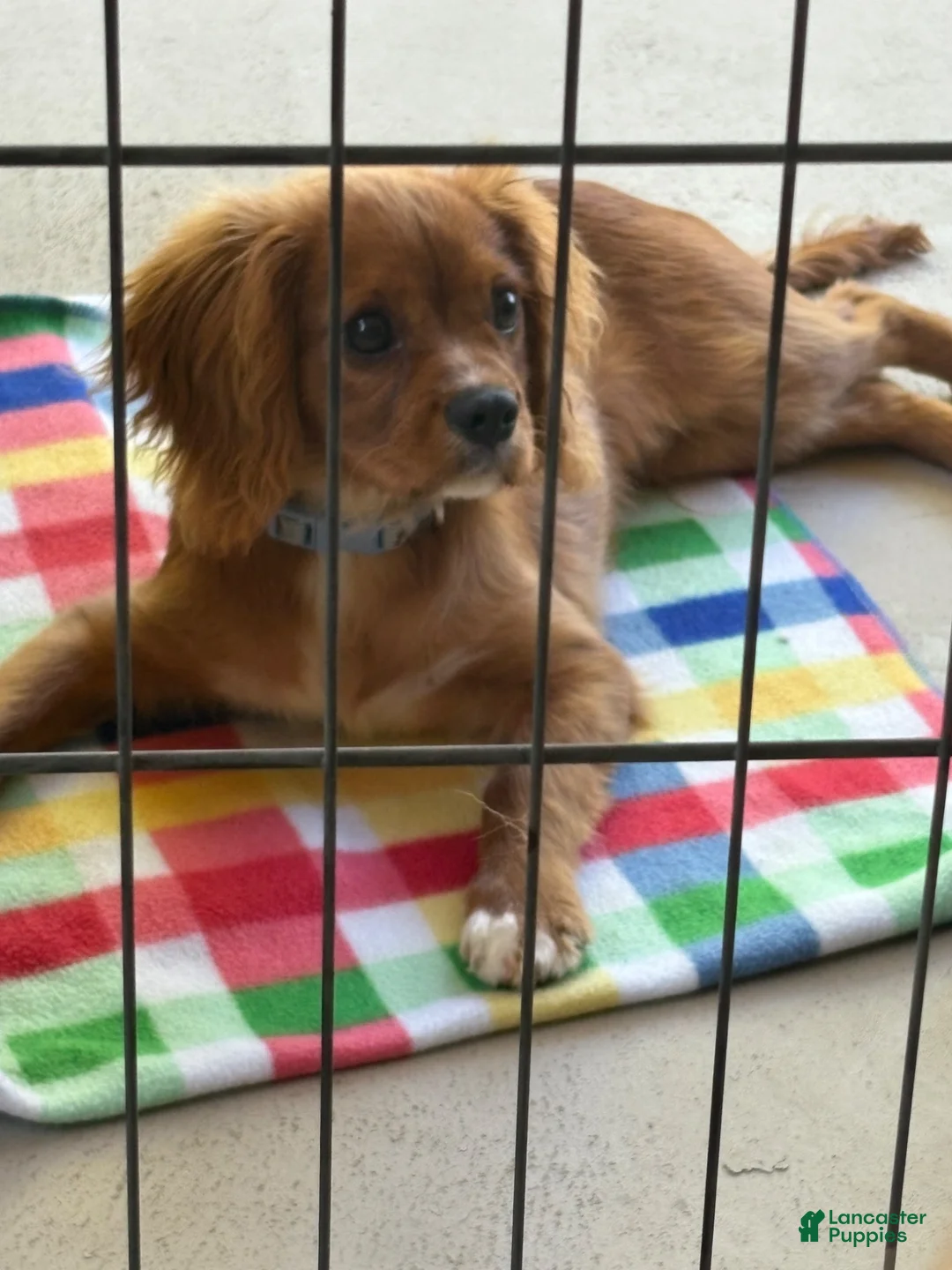 Cavalier King Charles Spaniel dogs for sale: Rye - Ad 4