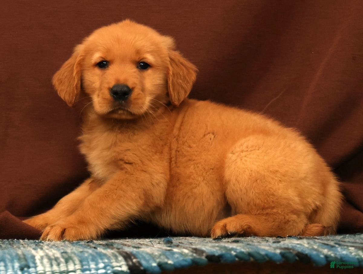 Golden Retriever dogs Scott - Ad 2