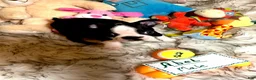 Boston Terrier dogs for sale:  Abel - Ad 8